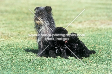 tonsarne naughty nellie, affenpinscher, with two puppies