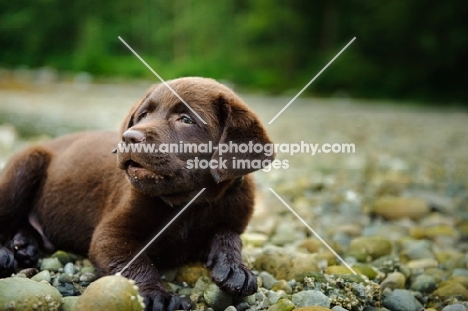 Chocolate Labrador Retriever puppy lying in the beach.