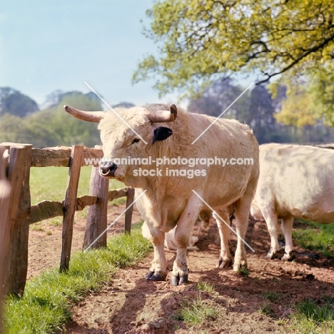 white park bull at stoneleigh, national agricultural centre