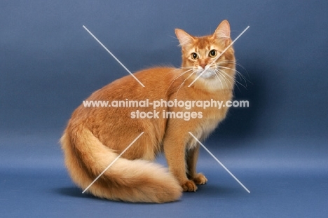 Sorrel Somali on blue background, standing