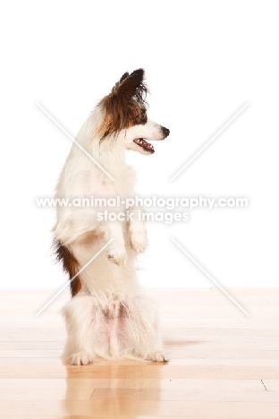 tri colour Papillon on hind legs, on wooden floor