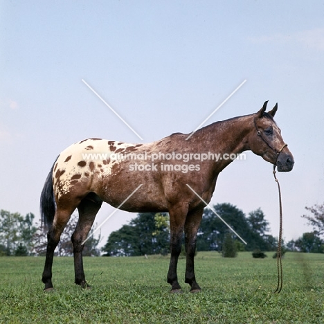 dominion witch doctor, Appaloosa full body 