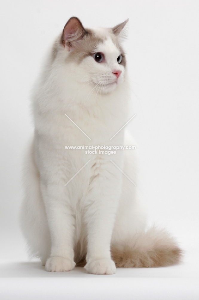 Blue Point Bi-Color male Ragdoll cat, sitting down