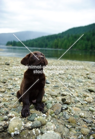 Chocolate Labrador Retriever puppy looking up