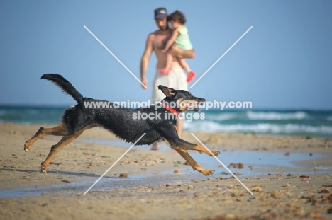 dobermann-cross running on a beach, owner in the background
