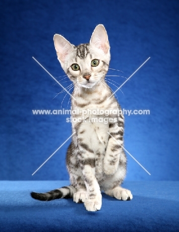 Bengal kitten on blue background