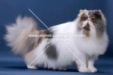 fluffy female Persian standing on blue background, Blue Tortie & White colour