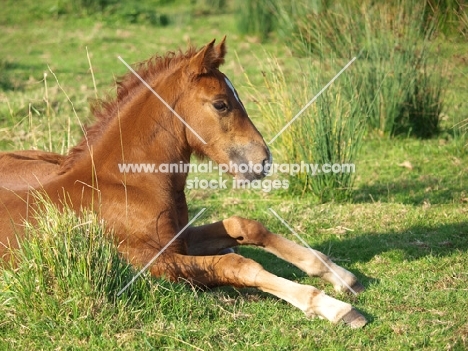 Welsh Cob (section d)