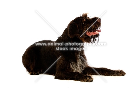 German Wirehaired Pointer lying isolated on a white background