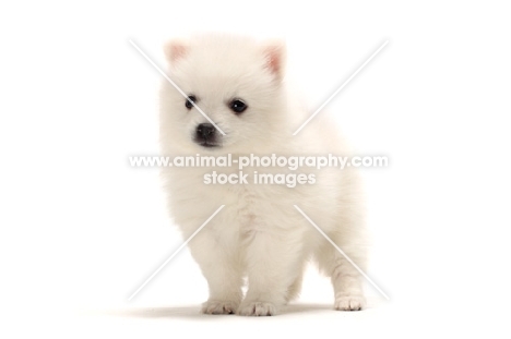 Japanese Spitz puppy standing on white background