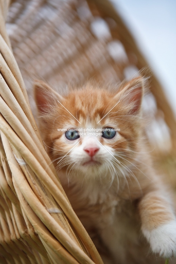 kitten in basket