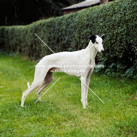 show greyhound from shalfleet