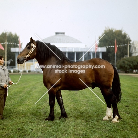 Tyrou, vladimir stallion at moscow exhibition