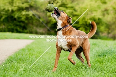 Boxer x Terrier dog, playing with ball