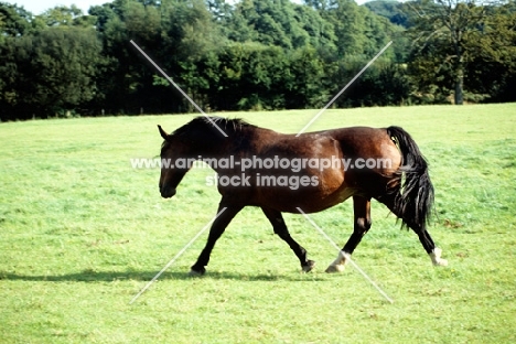 old type groningen mare, cedola, trotting across a field