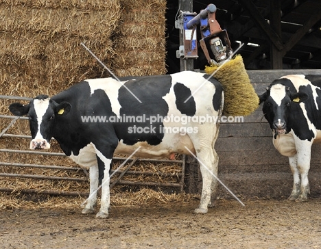 holstein dairy cows having a back rub in the yard