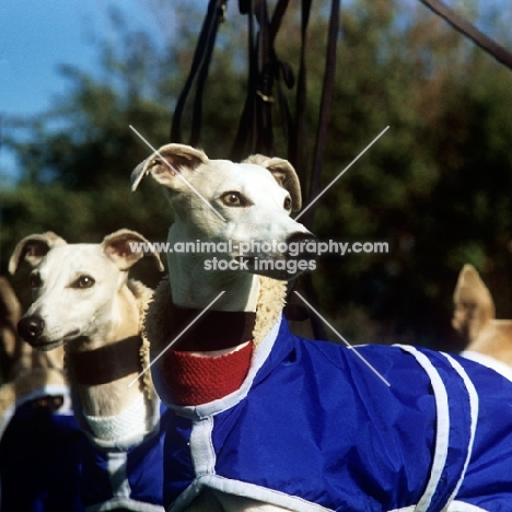 group of racing whippets in coats