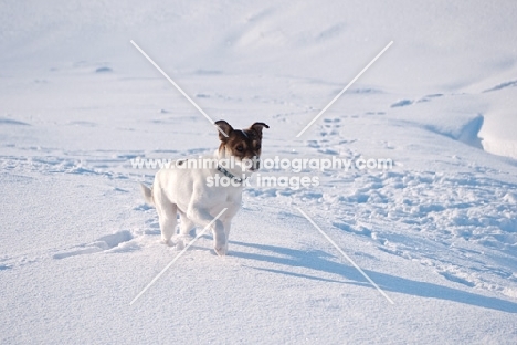 Jack Russell Terrier standing in snowy field