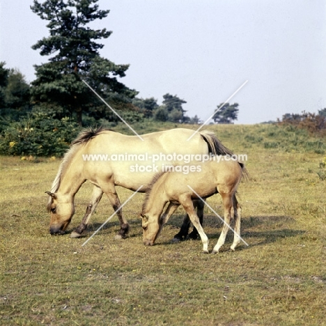 fjord pony mare and foal grazing in the new forest