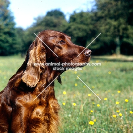 portrait of irish setter looking intently