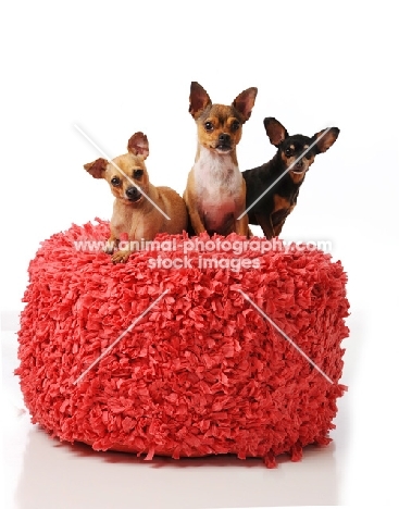 three Chihuahua dogs