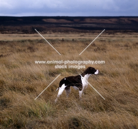 pointer in countryside