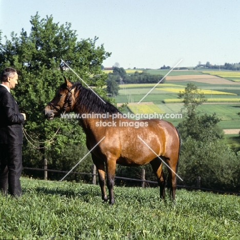 Wazka, Huzel pony in Poland 