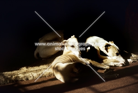 whippets lying in the sun indoors