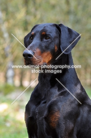 black and tan dobermann head study