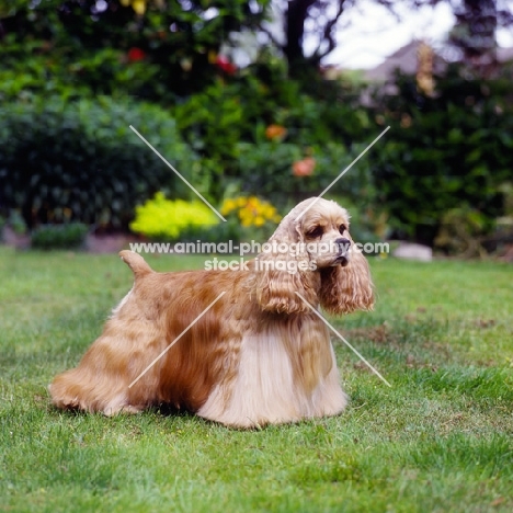 champion, american cocker spaniel standing on grass, sh ch, am ch, can ch hu-mar’s hellzapoppin at sundust (carlos)