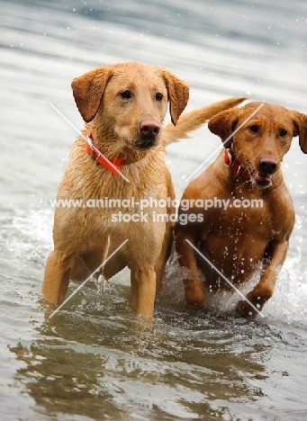 two Labrador Retrievers coming out of the water.