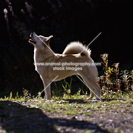 ch squirreldene bjanka,   norwegian buhund in woods back lit