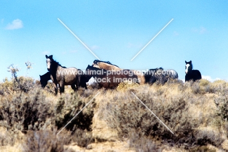 indian ponies in sage brush in new mexico
