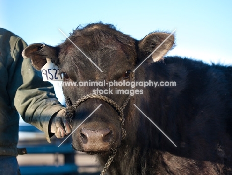 black Aberdeen Angus