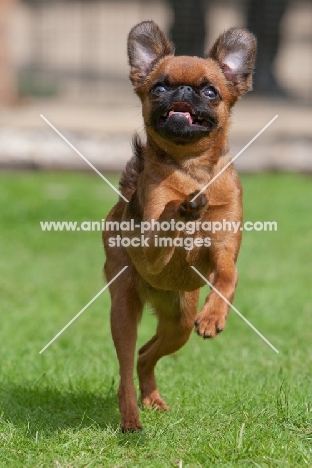 Petit Griffon Brabancon, running