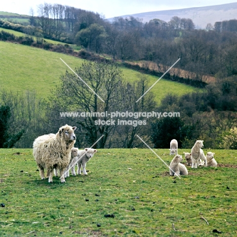 whiteface dartmoor ewe with lambs