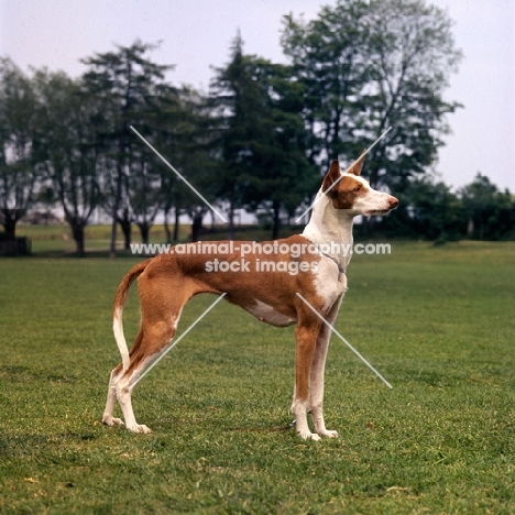 ibizan hound standing on grass