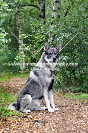 Swedish Elkhound (aka Jamthund)