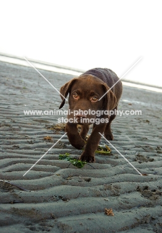 chocolate Labrador puppy beach