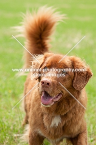 Nova Scotia Duck Tolling Retriever 