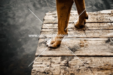 Boxer feet on dock