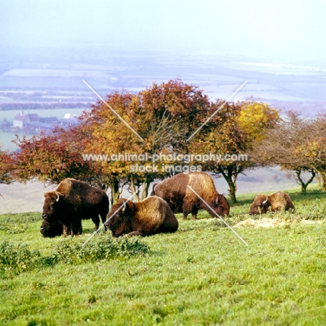 american bison at whipsnade