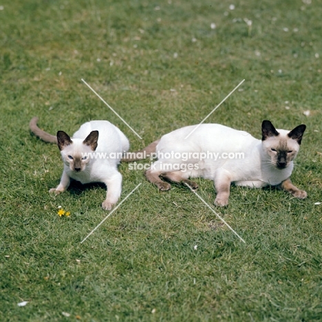 ch reoky shim-way, chocolate point siamese cat with young friend