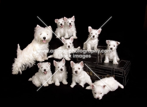 Westie with litter of nine puppies