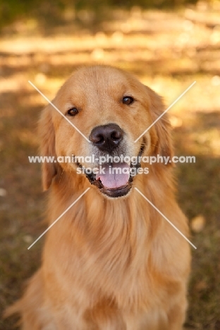 Golden Retriever, smiling