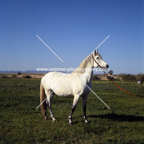 Ittaghia, Barb mare at Meknes