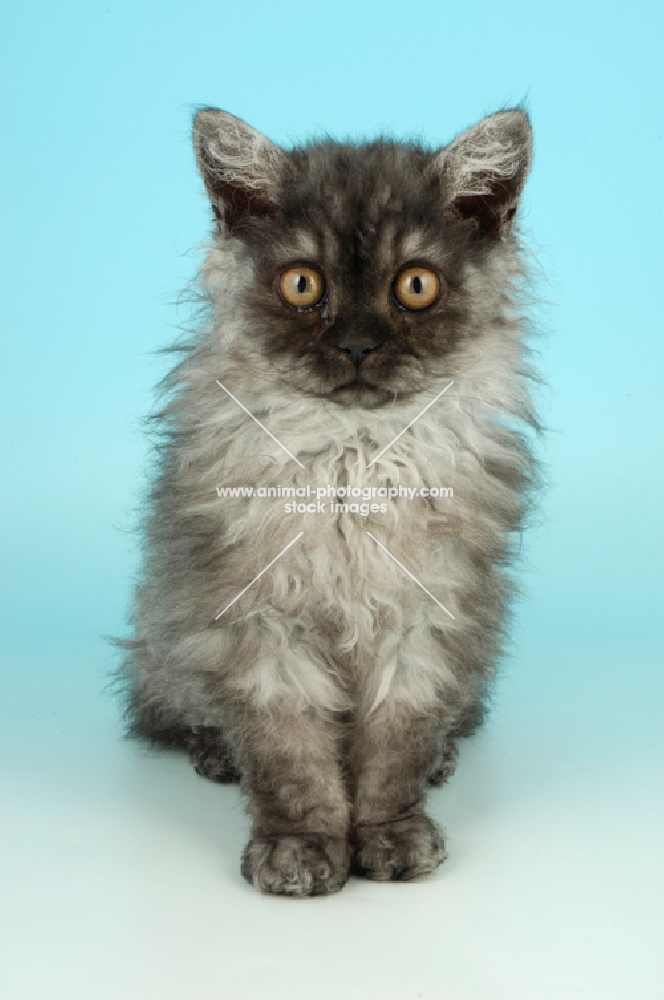 black smoke selkirk rex kitten, front view