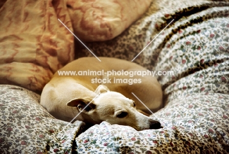 whippet in bed