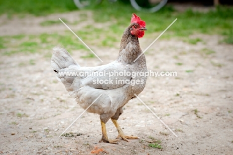 Hen profile shot of whole body