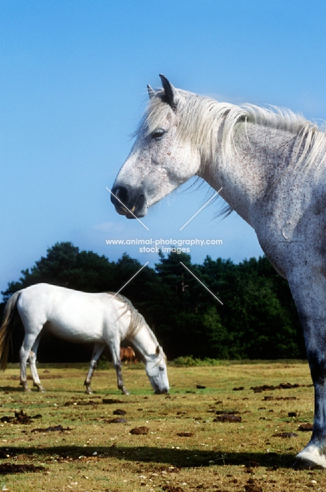 new forest mares on a common in the forest